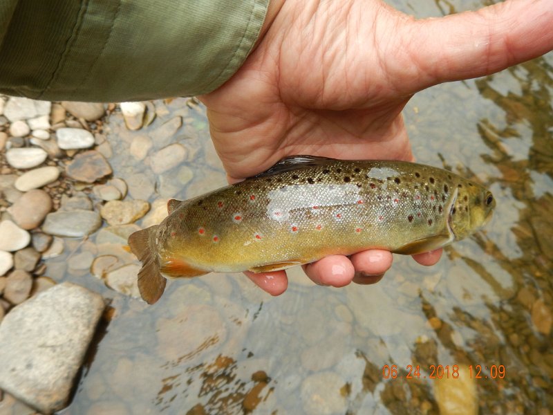 -Kettle Valley-081-.jpg - Went back up streams to the location where Ron got his big fish yesterday.  I got this smaller brown.